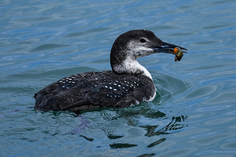 Wintering Loon catching breakfast
Southern NH
3/8/26
Keywords: New Hampshire, Common Loon, Water Fowl