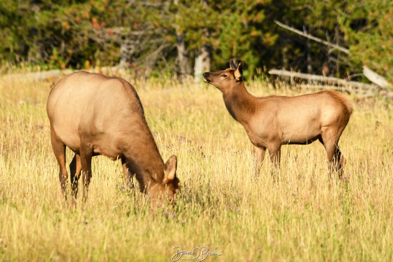 Mother and Baby elk
2 Mother Elk and their young feed right along the road as you enter the west gate into Yellowstone NP
9/1/24
Keywords: Yellowstone National Park, Elk, Wyoming, Wildlife