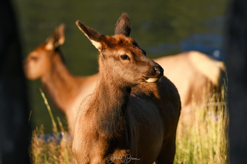 Young elk wanted a closer look
The closes young elk moves closer to get a look at all the people along the road.
9/1/24
Keywords: Yellowstone National Park, Elk, Wyoming, Wildlife