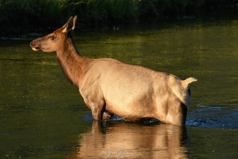 Mother Elk
The 2nd mother crosses the river to grab a drink
9/1/24
Keywords: Yellowstone National Park, Elk, Wyoming, Wildlife