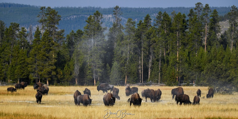 Bison everywhere 
You'd see the large bison drop into the old geysers and rub the dried mud on themselves to help keep the bugs off.
9/1/24
Keywords: Yellowstone National Park, Bison, Wyoming, Wildlife, Geysers