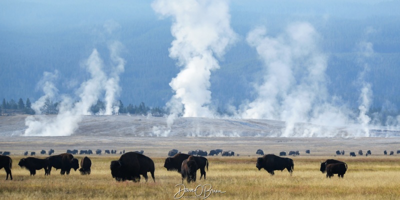 Bison everywhere 
Herds of Bison grazing in the fields of geysers
9/1/24
Keywords: Yellowstone National Park, Bison, Wyoming, Wildlife, Geysers