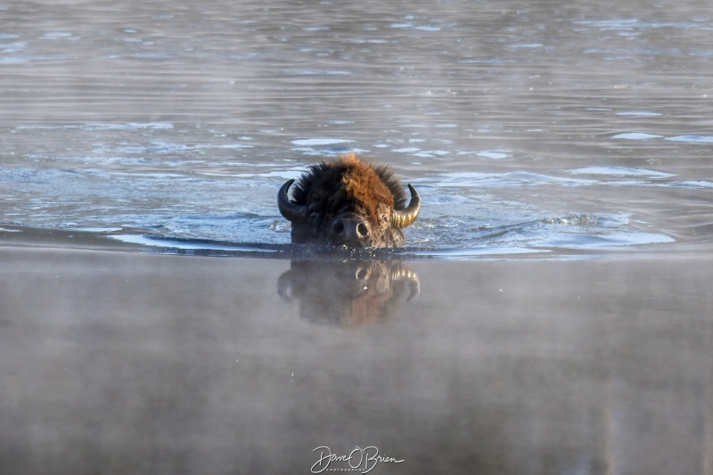 Swimming Bison
After sunrise this bison was across Yellowstone River, it came down and climbed into the river and swam across.
9/2/24
Keywords: Yellowstone National Park, Wyoming, Bison, Wildlife, Hayden Valley