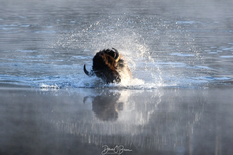 Swimming Bison
After sunrise this bison was across Yellowstone River, it came down and climbed into the river and swam across.
9/2/24
Keywords: Yellowstone National Park, Wyoming, Bison, Wildlife, Hayden Valley