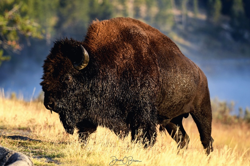 Coming up to the road to get into the huge field
I was behind a car 4 lengths away and snapped these shots as it came up. Such a majestic looking animal, much bigger in person.  
Keywords: Yellowstone National Park, Wyoming, Bison, Wildlife, Hayden Valley