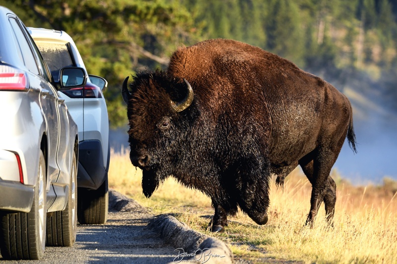 Coming up to the road to get into the huge field
I was behind a car 4 lengths away and snapped these shots as it came up. Such a majestic looking animal, much bigger in person.  
Keywords: Yellowstone National Park, Wyoming, Bison, Wildlife, Hayden Valley