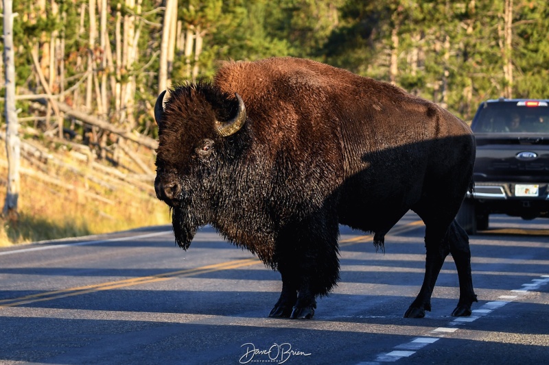 Coming up to the road to get into the huge field
Stopped to pose for pics making sure we got his good side.
Keywords: Yellowstone National Park, Wyoming, Bison, Wildlife, Hayden Valley