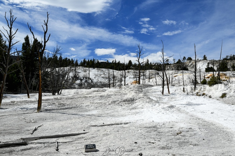 Angel Terrace
Viewed when leaving the Mammoth Hot Springs by Upper Terrace Loop Drive. 
9/2/24
Keywords: Yellowstone National Park, Wyoming, Geysers, Mammoth Hotspring,