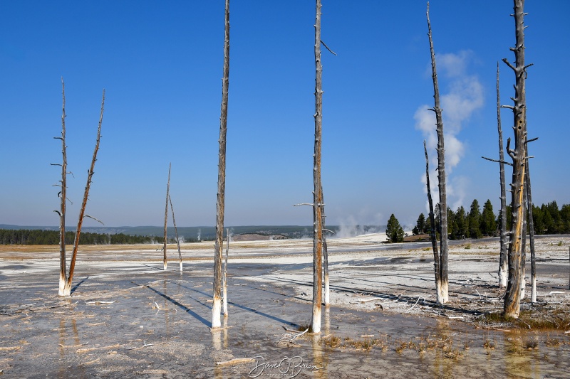 Lower Geyser Basin
Stopped at the Fountain Paint Pot trail. 
9/1/24
Keywords: Yellowstone National Park, Wyoming, Geysers, Fountain Paint Pot Trail