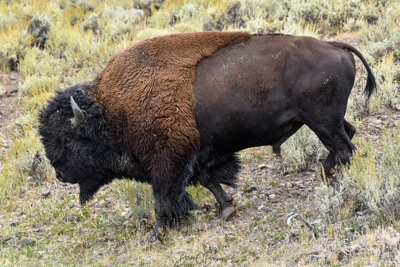 Male Bison
Huge Male Bison coming down and across the road
Lamar Valley, Yellowstone NP, WY
9/2/24
Keywords: Yellowstone National Park, Wyoming, Bison, Wildlife, Lamar Valley