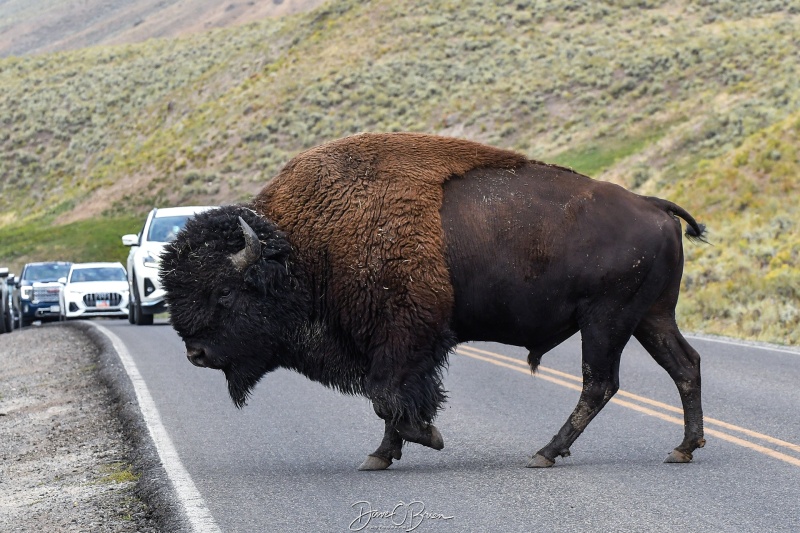 Bison crossing Hwy 212
Huge Male Bison coming down and across the road
Lamar Valley, Yellowstone NP, WY
9/2/24
Keywords: Yellowstone National Park, Wyoming, Bison, Wildlife, Lamar Valley