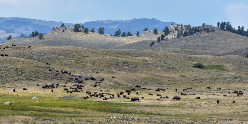 Hayden Valley
In certain areas, you'll just come around a corner and see 100's of Bison in the fields. They're very protective of their young usually making sure they're between both parents.
9/2/24
Keywords: Yellowstone National Park, Wyoming, Bison, Wildlife, Hayden Valley