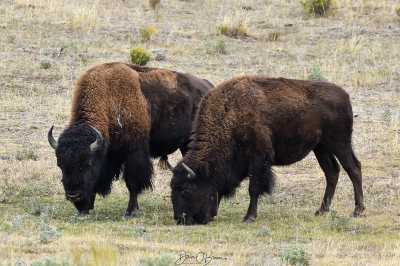 Male & Female Bison
Male on the left, Female on the right. Notice the male's horns have a quicker upturn which more devil like. Plus they have the larger shoulder muscles to fight off challenging males.
Lamar Valley, Yellowstone NP, WY
9/2/24
Keywords: Yellowstone National Park, Wyoming, Bison, Wildlife, Hayden Valley