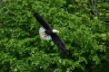 Bald_Eagle_Exeter-20.jpg