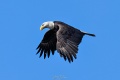 Exeter_Eagle-9594.jpg