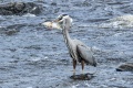 Filename=Exeter_GB_Heron-9410.jpg
Filesize=2212KiB
Dimensions=1920x1280
Date added=Oct 27, 2025 Exeter_GB_Heron-9410.jpg