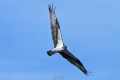 Exeter_Osprey-8558.jpg