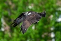 Exeter_Osprey-8655.jpg