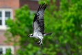 Exeter_Osprey-8660.jpg