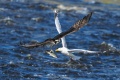 Exeter_Osprey-9414.jpg