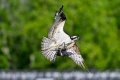 Exeter_Osprey-9418.jpg