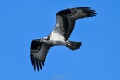 Exeter_Osprey-9468.jpg