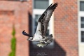 Exeter_Osprey-9533.jpg