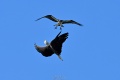 Exeter_Osprey-9643.jpg