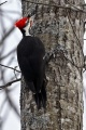 Female_Pilleated_Wood_Pecker_Pease-7753.jpg