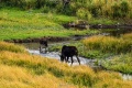 Grand_Tetons_24-8050.jpg