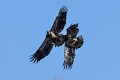 Landfill_Eagles-8886.jpg