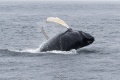 Leaf_Calf_Whale_6-24-23_6751.jpg