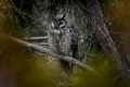 Long_Eared_Owl-8681.jpg