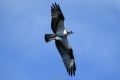 Osprey_s_Exeter-9930.jpg