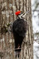 Pilleated_Wood_Pecker_Pease-7680.jpg