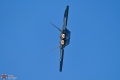 Filename=RAPTOR_DEMO_F-22A_06-4122_Z6_3_7-23-26-2736.jpg
Filesize=2394KiB
Dimensions=1920x1280
Date added=Aug 15, 2026 RAPTOR_DEMO_F-22A_06-4122_Z6_3_7-23-26-2736.jpg