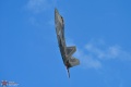 Filename=RAPTOR_DEMO_F-22_06-4122_Z6_7-21-26-7146.jpg
Filesize=2369KiB
Dimensions=1920x1280
Date added=Aug 13, 2026 RAPTOR_DEMO_F-22_06-4122_Z6_7-21-26-7146.jpg