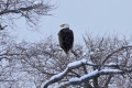 Rye_Bald_Eagle-0188.jpg