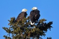 Rye_Bald_Eagles-4824.jpg
