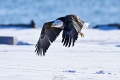Rye_Bald_Eagles-5025.jpg