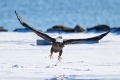 Rye_Bald_Eagles-5401.jpg