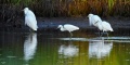 Rye_Egrets-4660.jpg