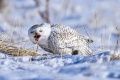 Snowy_Owl-0890.jpg