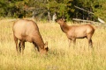 Yellowstone_24-5681.jpg